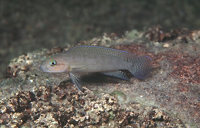 Telmatochromis cf. temporalis 'Mtosi'